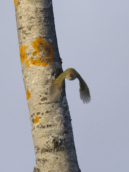 Harmaapäätikka, Grey-headed Woodpecker, Picus canus